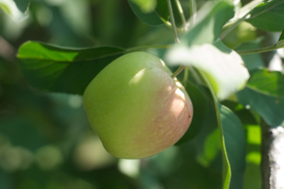 Apple Tree
